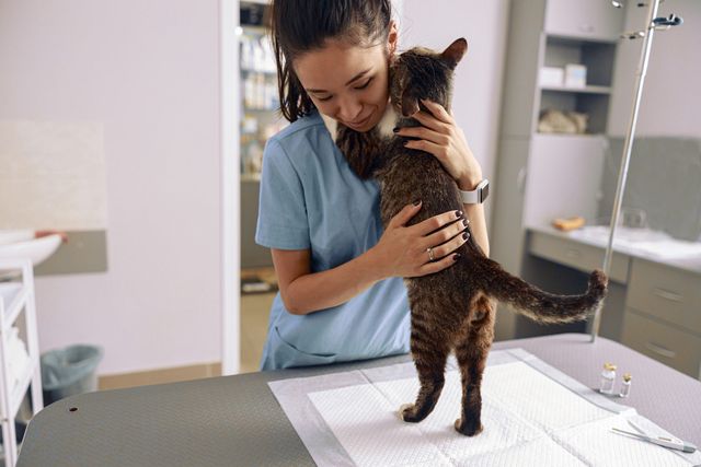Chat qui câline sa vétérinaire