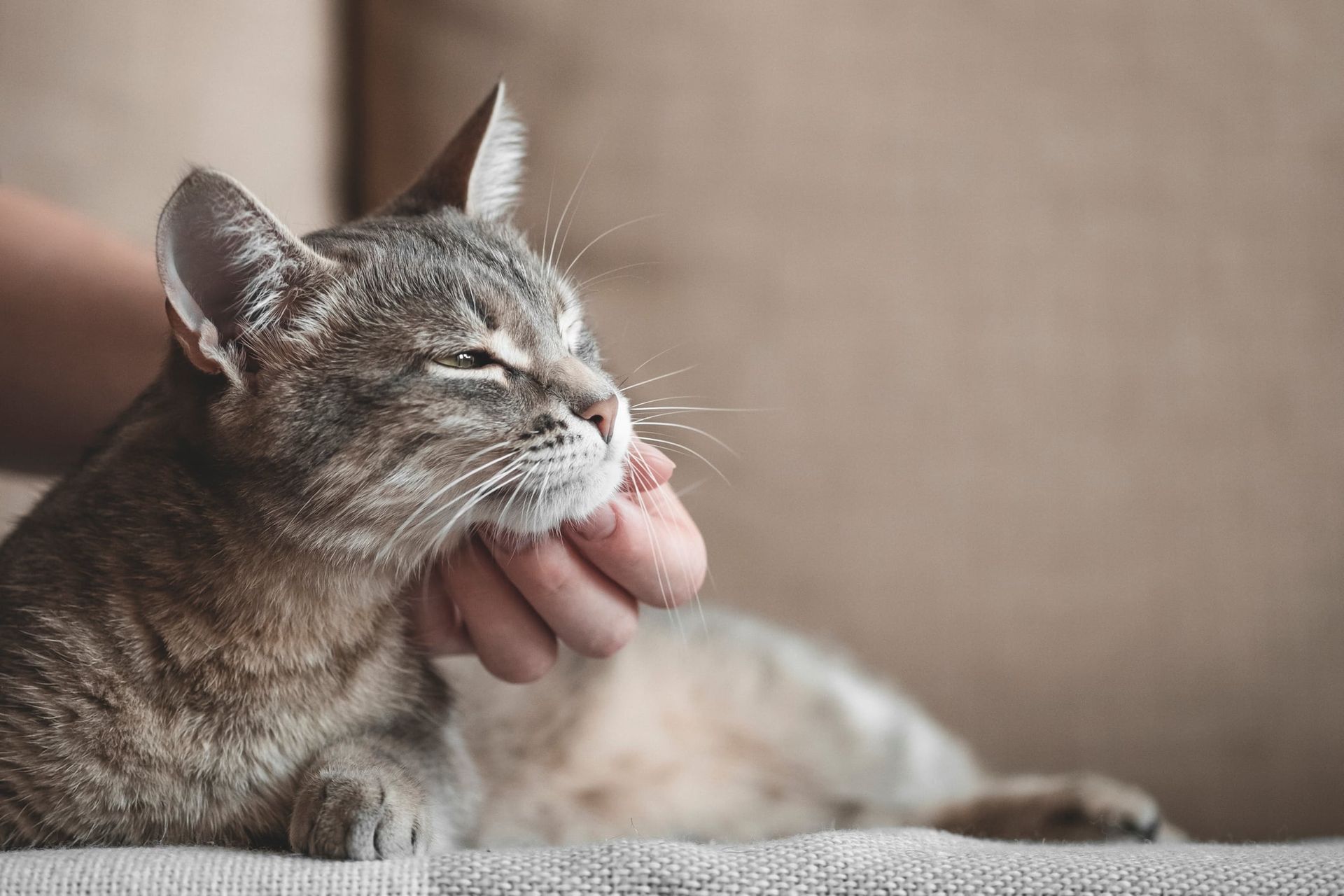 Chaton avec sa mère