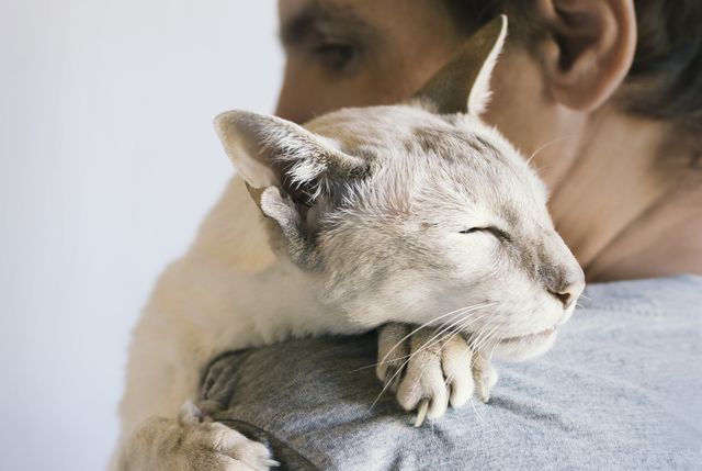 Chat qui s'endort sur une épaule d'un homme