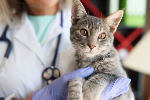 Un vétérinaire tient un chat gris dans ses bras.