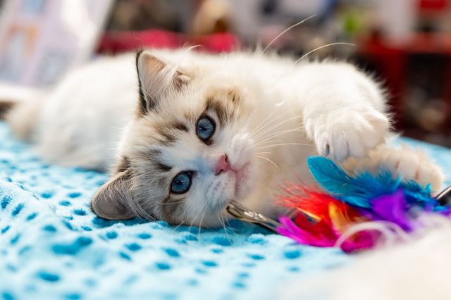 Le chat est allongé et joue avec un jouet coloré