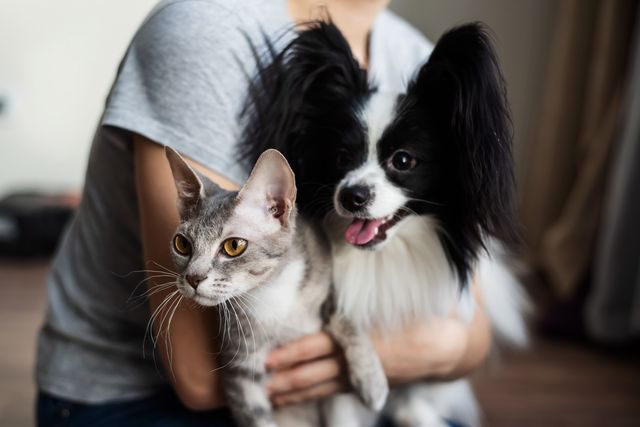 Chien noir et blanc et chat dans les bras d'une femme