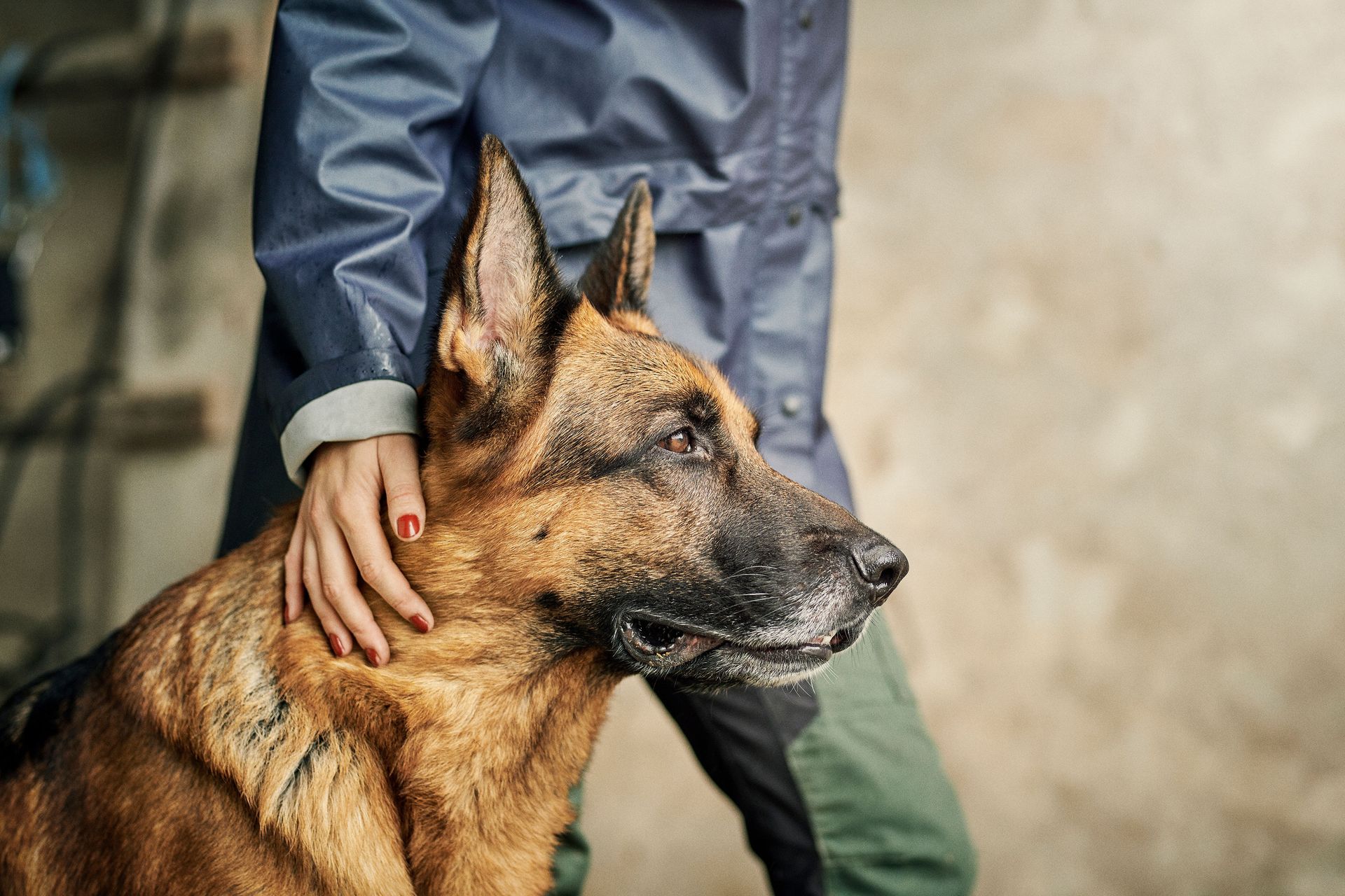 Un berger allemand assit avec la main de son maître sur lui