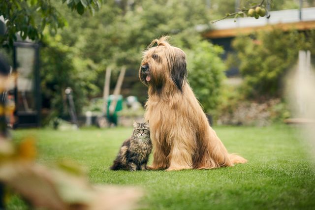 Un chien et un chat sont assis dans l'herbe
