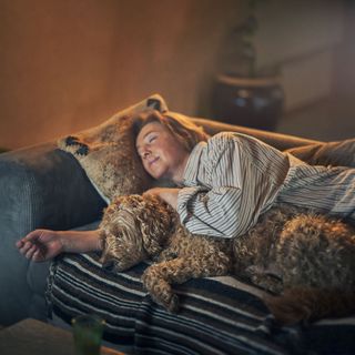 chien dans les bras de propriétaire sur le canapé