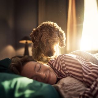 Le chien regarde sa maîtresse qui se repose dans son lit.