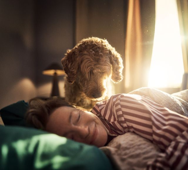 Un chien regarde sa maîtresse qui se blottit dans son lit.