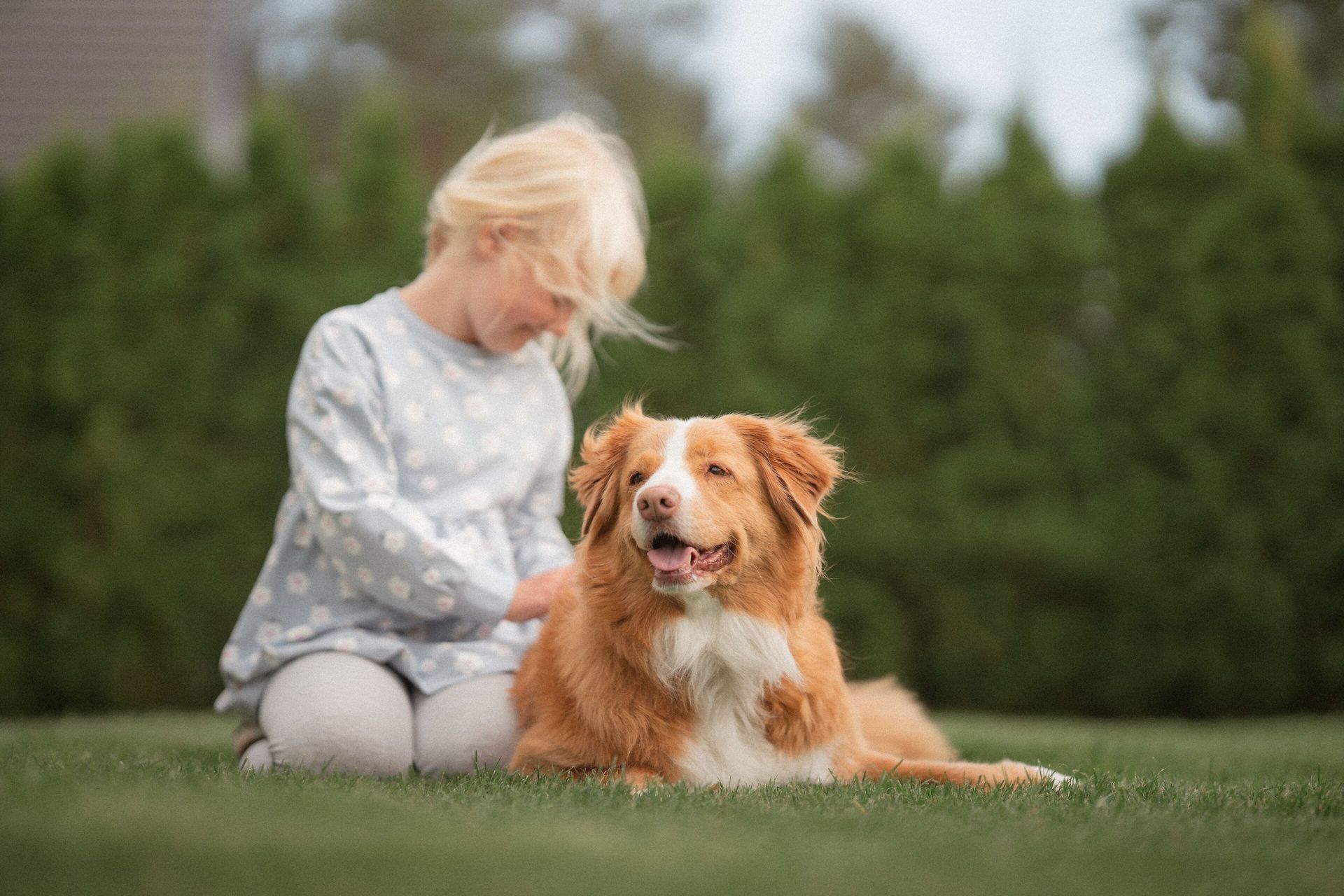 Petite fille avec un berger australien dans l'herbe