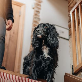 Chien en haut des escaliers