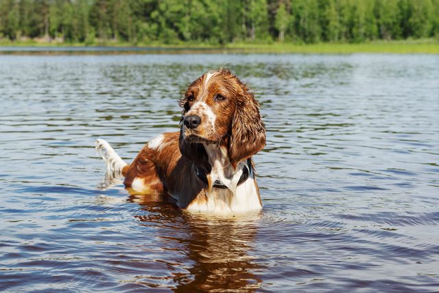 Le chien est debout dans l’eau