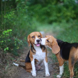 Deux beagles qui se font des bisous.