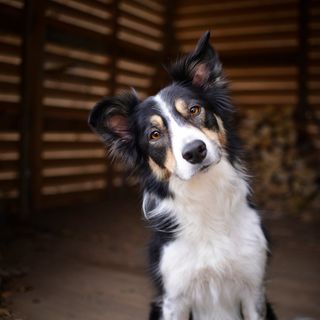 Border Collie qui penche la tête.