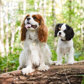 Deux Cavalier King Charles Spaniel dans la forêt.