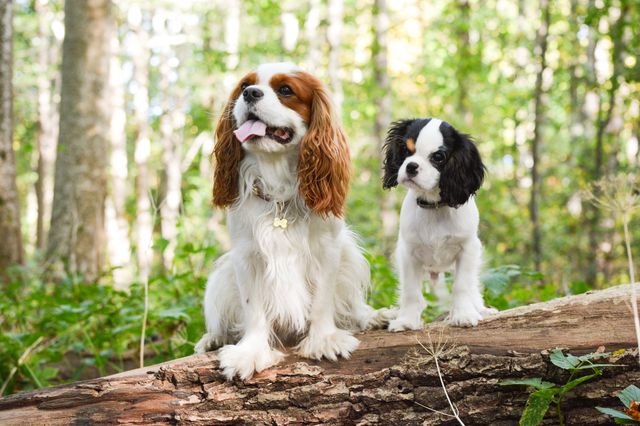cavalier king charles dans la forêt