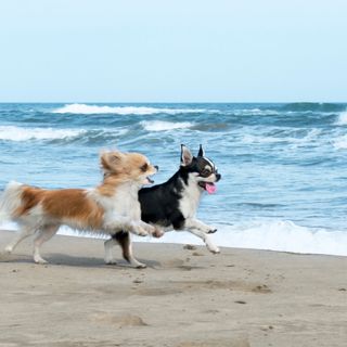Deux chihuahuas courent et jouent sur la plage.