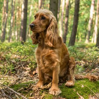 Cocker spaniel anglais assis dans la forêt.