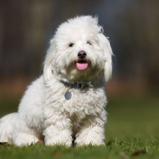 Coton de Tuléar assis sur la pelouse.