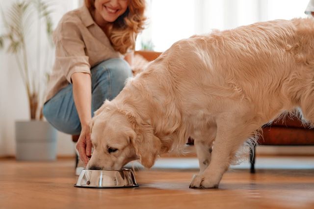 Golden retriever qui mange des croquettes dans sa gamelle