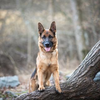 Un berger allemand debout sur une souche dans la forêt.