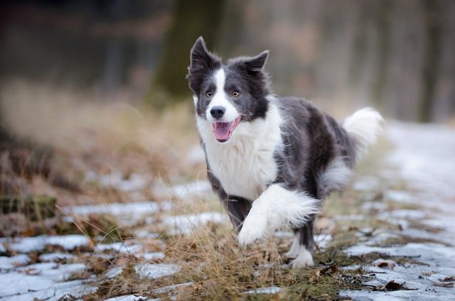 Chien qui court dans la fôret