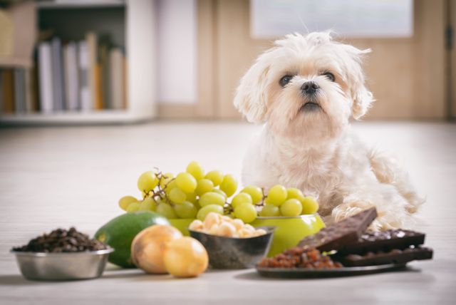Petit chien devant des aliments toxiques pour lui