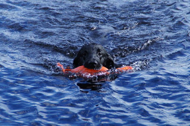 Chien qui nage dans l'eau