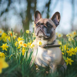 Bouledogue français assis parmi des jonquilles.