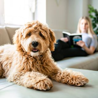 Chien goldendoodle allongé