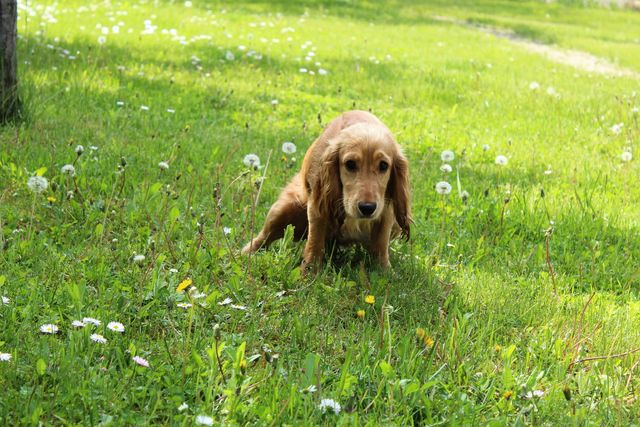 Un chien qui urine souvent et en petite quantité peut présenter des calculs urinaires.