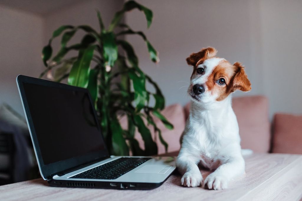chien devant l'ordinateur