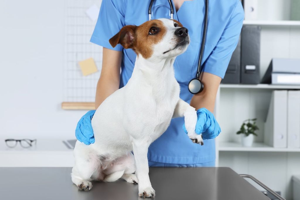 Le chien est examiné par le vétérinaire