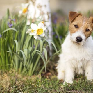Jack Russell Terrier assis parmi les jonquilles.