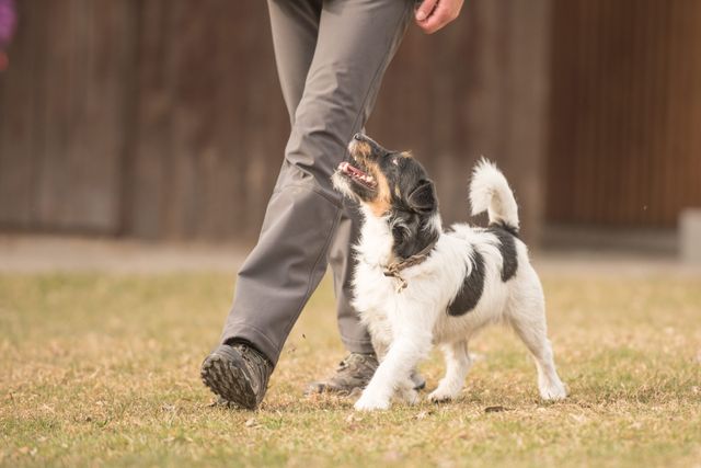 Jack Russel qui marche à côté des jambes de son maître