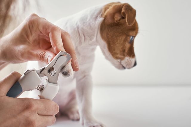 Un chien se fait couper les griffes