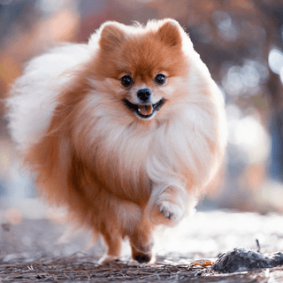 Spitz nain (Pomeranian) qui court.