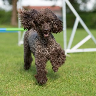 Caniche courant sur un parcours d’agilité.