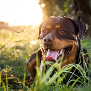 Rottweiler allongé sur la pelouse.
