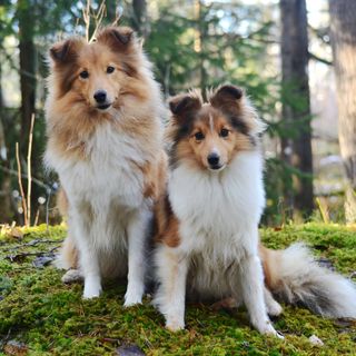 Deux shelties sur une pierre.