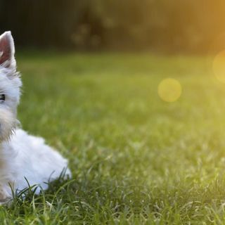 West Highland White Terrier allongé sur la pelouse.