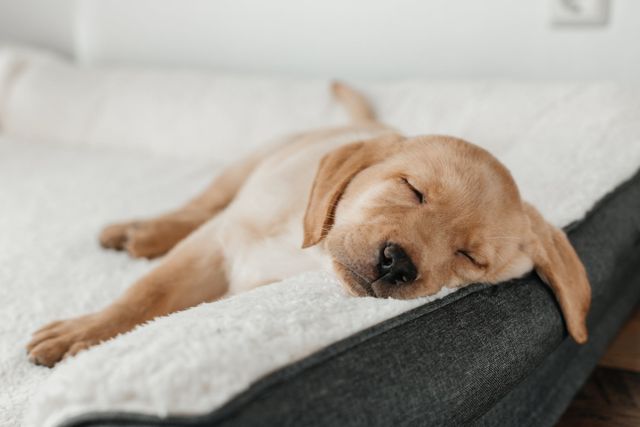 Chien qui se repose dans son panier