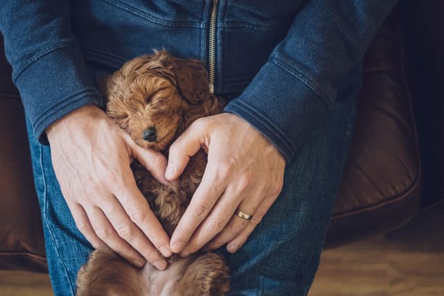 petit chien avec des mains humaines qui font un coeur