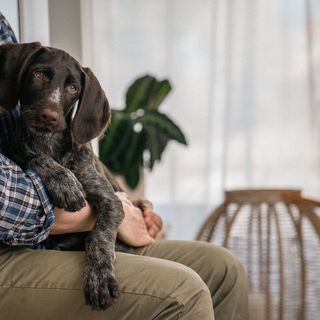 chien dans les bras d'un homme vieux