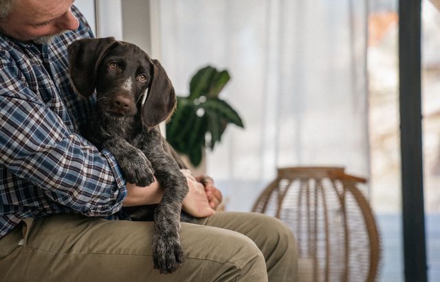 Une personne tient un chien sur ses genoux