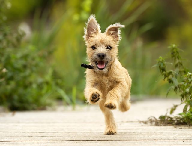 chiot qui saute