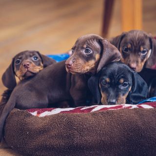 Des chiots Teckel sur une couverture.