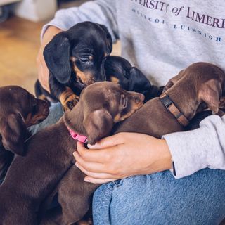 chiots dans les bras et sur les genoux d'une personne