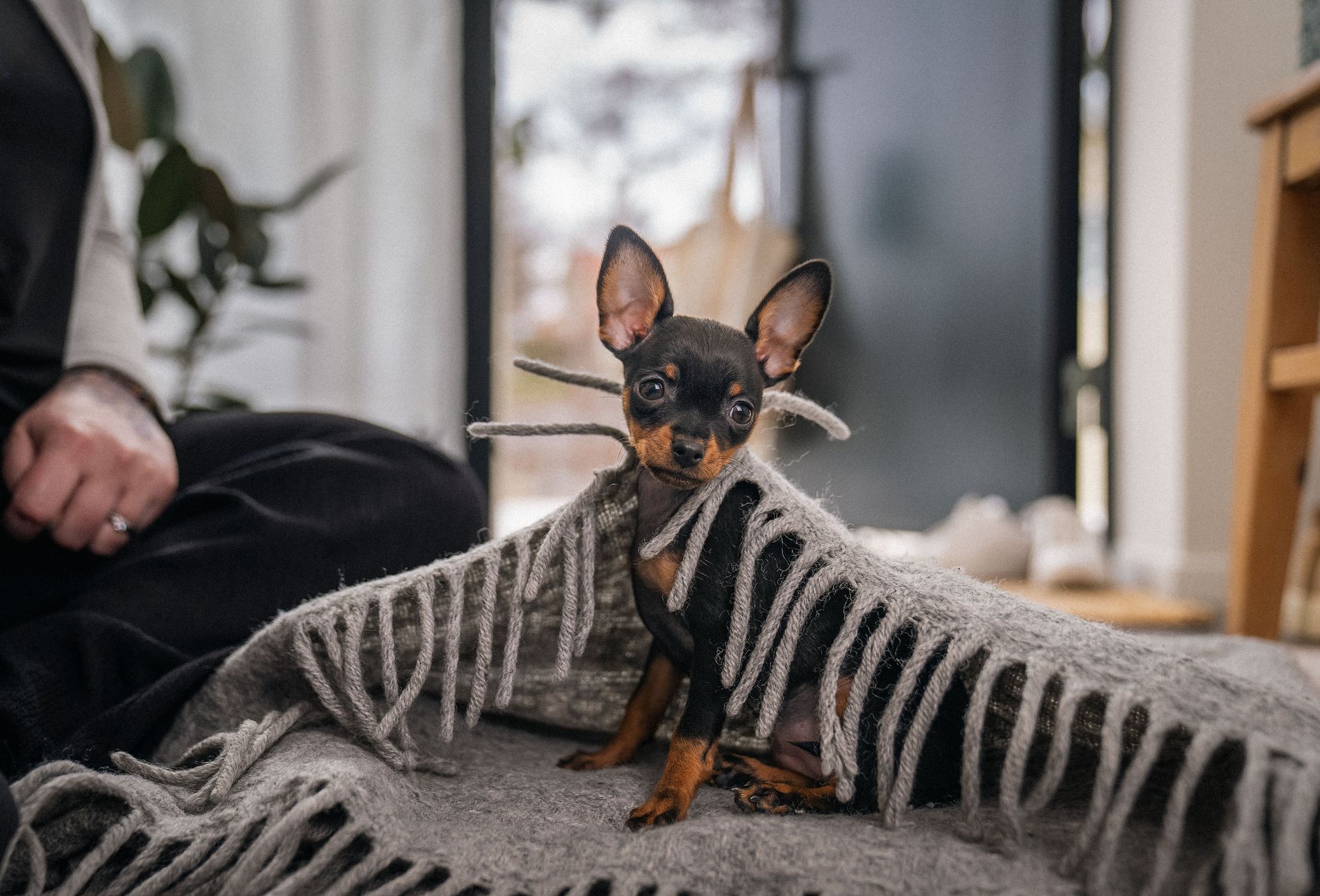 Un chiot assis sous une couverture dans le hall.