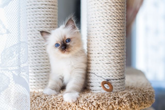 chatons