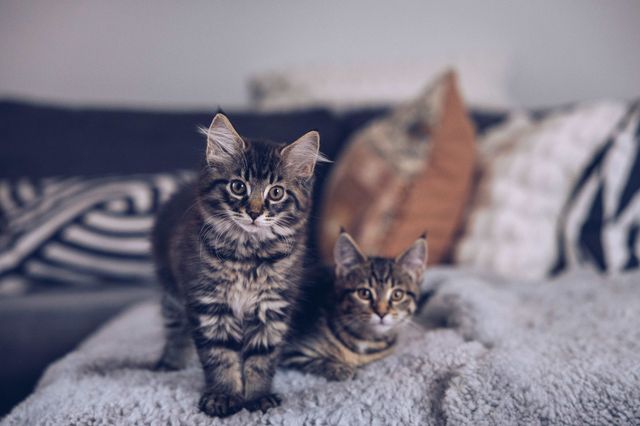 Chatons sur un lit