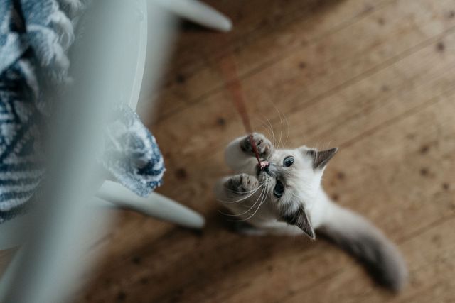 Chat qui joue avec une ficelle